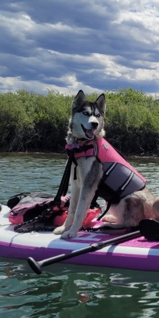 Entry image for Gypsy. Clicking this image will show a larger photo