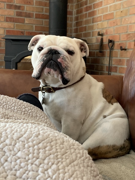 Entry image for Mortimer Britches. Clicking this image will show a larger photo