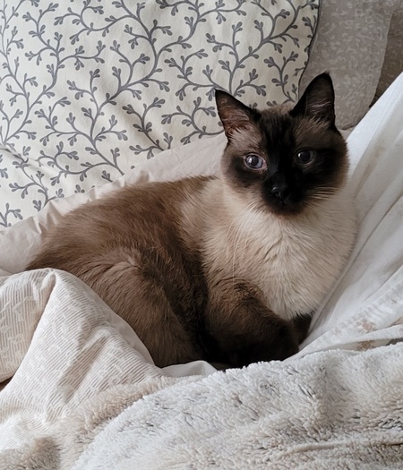 Entry image for Monty. Clicking this image will show a larger photo