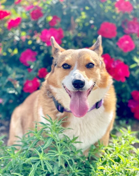 Entry image for Willow. Clicking this image will show a larger photo