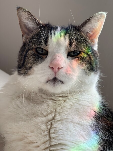 Entry image for Marvin. Clicking this image will show a larger photo