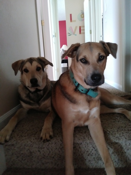 Entry image for Gunner and Willow. Clicking this image will show a larger photo