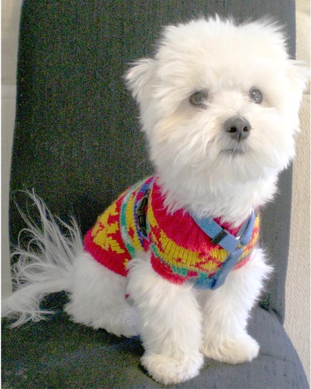 Entry image for Mikie. Clicking this image will show a larger photo