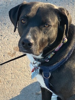 Entry image for Senka. Clicking this image will show a larger photo