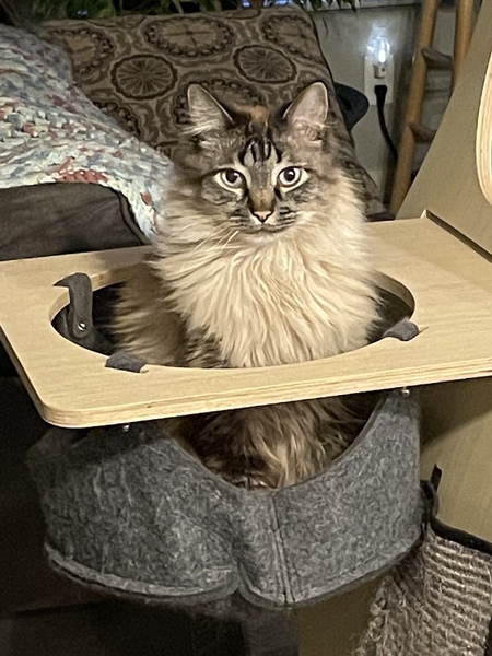 Entry image for Ry (pronounced Ree). Clicking this image will show a larger photo