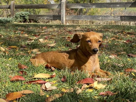 Entry image for Mickey. Clicking this image will show a larger photo