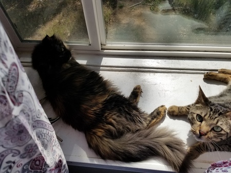 Entry image for Annie Bonney and Steve Rogers. Clicking this image will show a larger photo