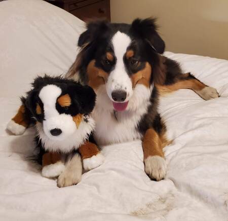 Entry image for Iris. Clicking this image will show a larger photo