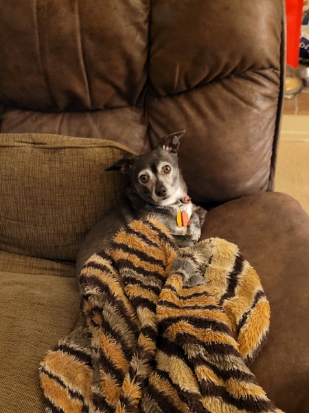 Entry image for Zorro. Clicking this image will show a larger photo