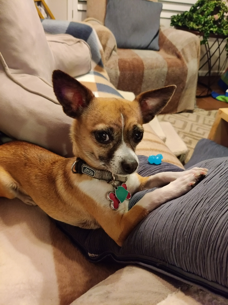 Entry image for Buttercup. Clicking this image will show a larger photo