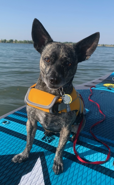 Entry image for Milo. Clicking this image will show a larger photo