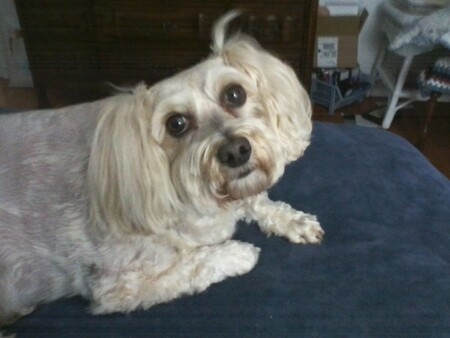 Entry image for Benjamin Franklin (Benji). Clicking this image will show a larger photo