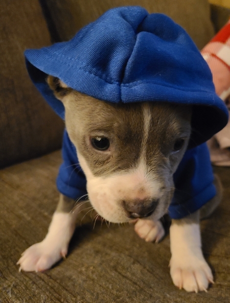 Entry image for Asher. Clicking this image will show a larger photo