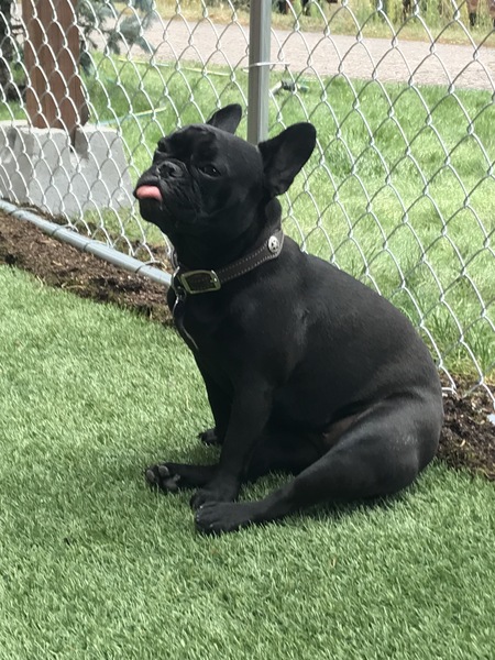 Entry image for Sissy. Clicking this image will show a larger photo