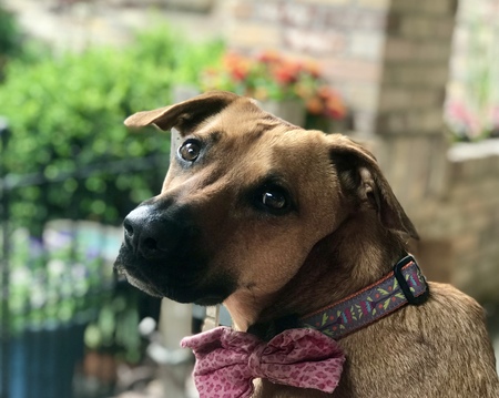 Entry image for Gilie (joy to me in Hebrew). Clicking this image will show a larger photo