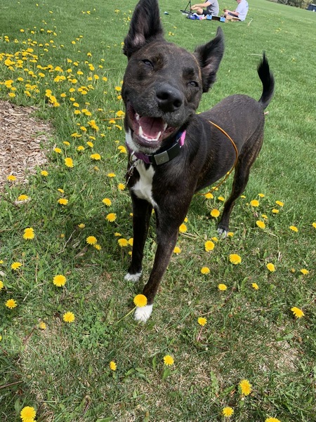 Entry image for Boots. Clicking this image will show a larger photo