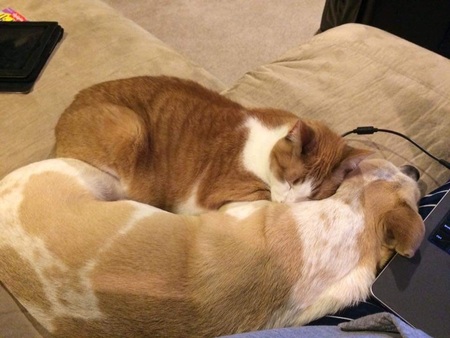 Entry image for Scherzo and Ferrous. Clicking this image will show a larger photo