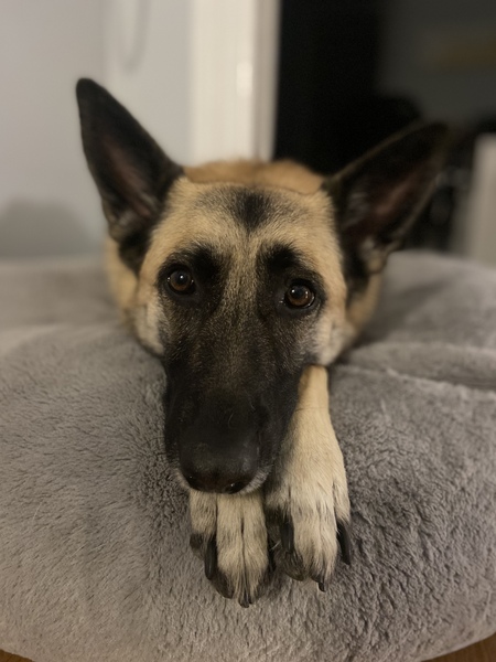 Entry image for Lola. Clicking this image will show a larger photo