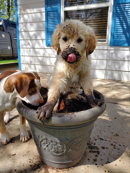 Entry image for Tallahassee  with Bisbee. Clicking this image will show a larger photo