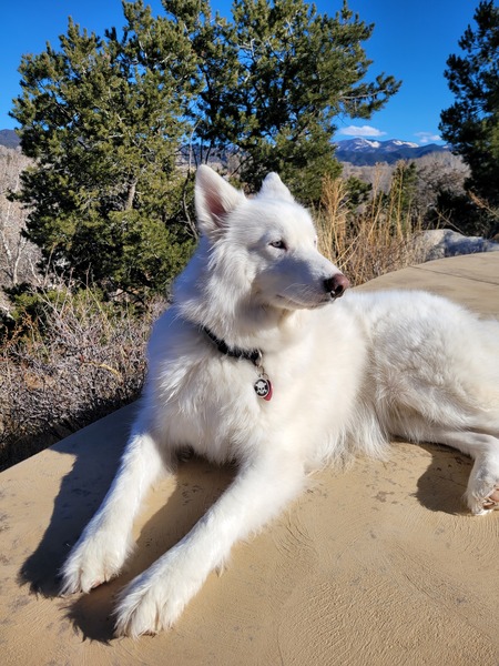 Entry image for Echo. Clicking this image will show a larger photo