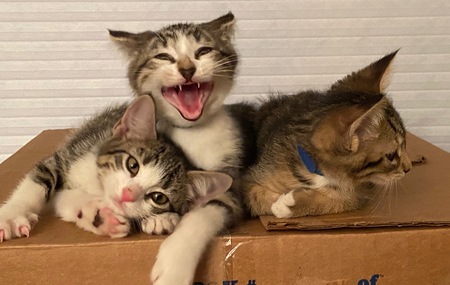 Entry image for Feist, Fergie and Fonzie. Clicking this image will show a larger photo