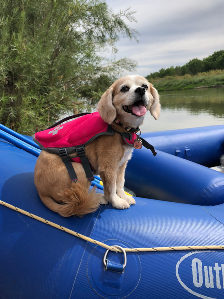 Entry image for Chelsea. Clicking this image will show a larger photo