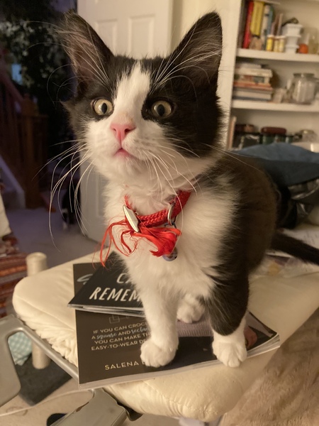 Entry image for Coco. Clicking this image will show a larger photo