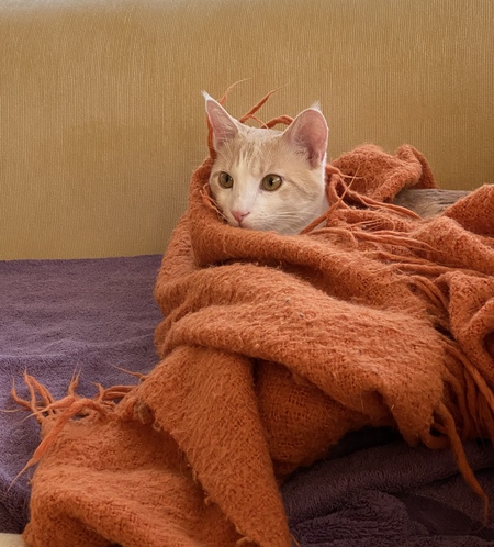 Entry image for Buster. Clicking this image will show a larger photo