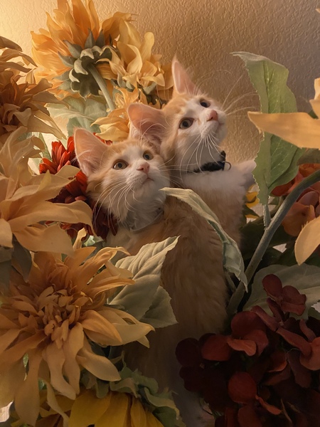 Entry image for Names unrevealed. Clicking this image will show a larger photo