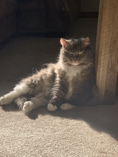 Entry image for Maggie. Clicking this image will show a larger photo