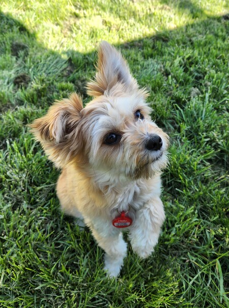 Entry image for Scoop. Clicking this image will show a larger photo