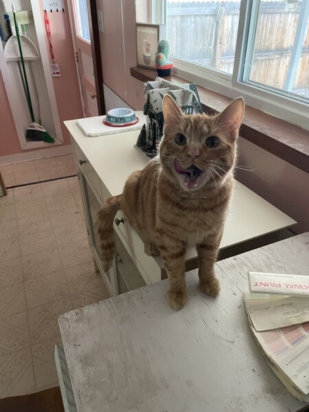 Entry image for Milo. Clicking this image will show a larger photo