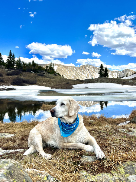 Entry image for Bob Marley. Clicking this image will show a larger photo