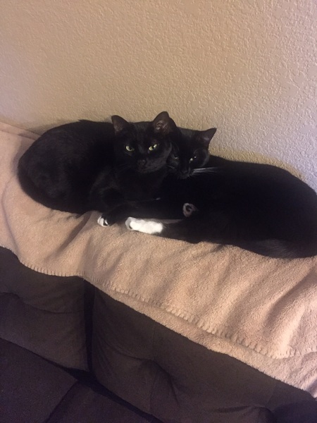 Entry image for Habibti & Ziya. Clicking this image will show a larger photo