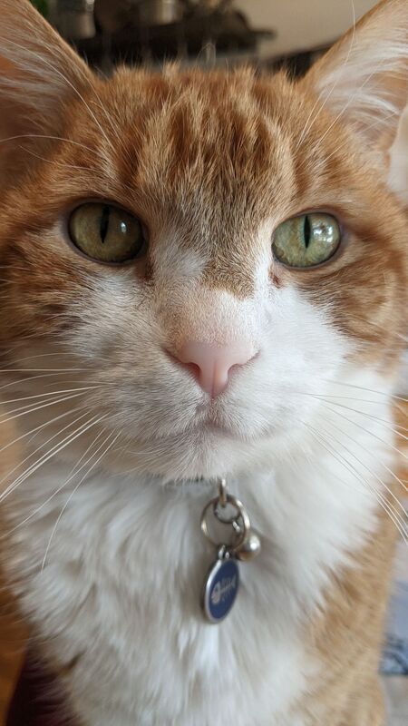 Entry image for Mr. Simba. Clicking this image will show a larger photo