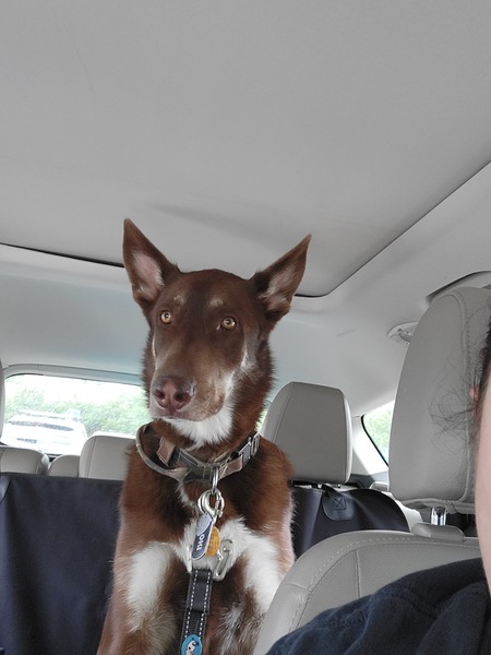 Entry image for Loki. Clicking this image will show a larger photo