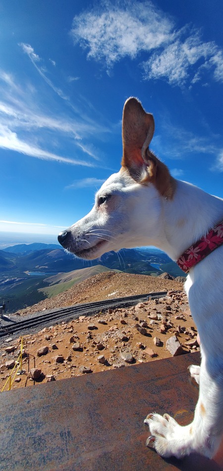 Entry image for Roxy. Clicking this image will show a larger photo