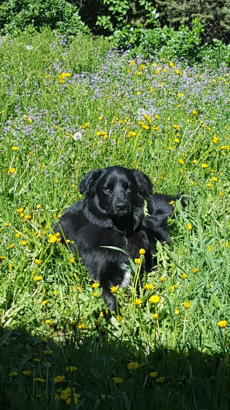 Entry image for Ursa. Clicking this image will show a larger photo