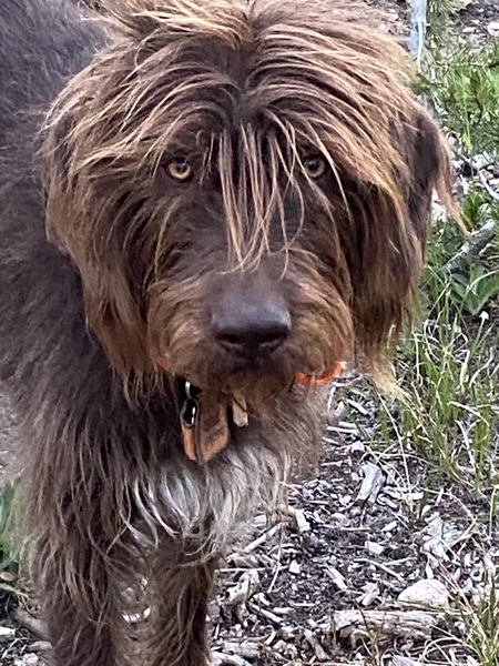 Entry image for Oakley . Clicking this image will show a larger photo