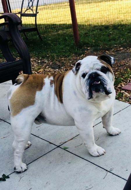 Entry image for Angel. Clicking this image will show a larger photo