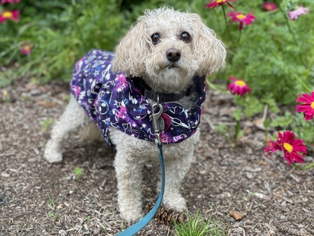 Entry image for Peach. Clicking this image will show a larger photo