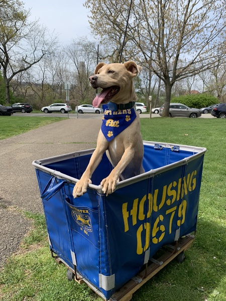 Entry image for Conrad. Clicking this image will show a larger photo