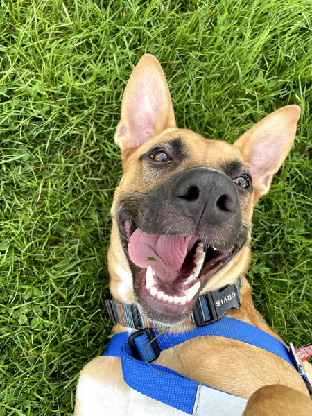 Entry image for Brodie. Clicking this image will show a larger photo