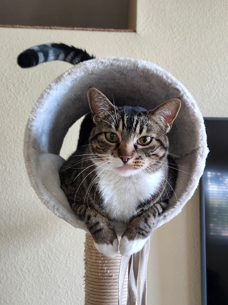 Entry image for Lucy. Clicking this image will show a larger photo