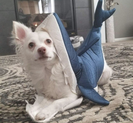 Entry image for Finn. Clicking this image will show a larger photo