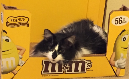 Entry image for Little Bit. Clicking this image will show a larger photo