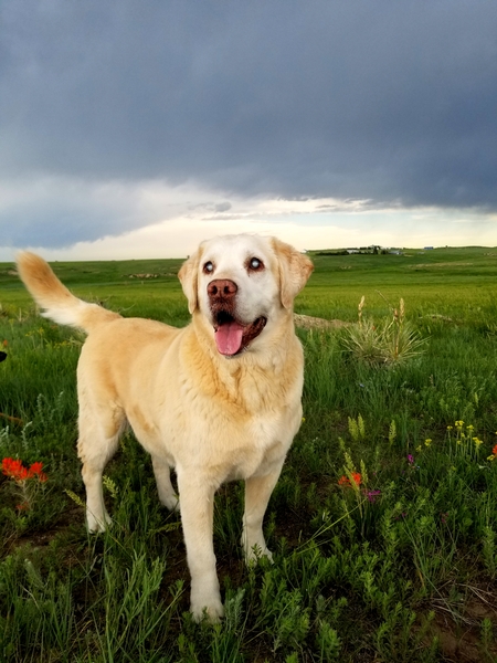 Entry image for Colt. Clicking this image will show a larger photo