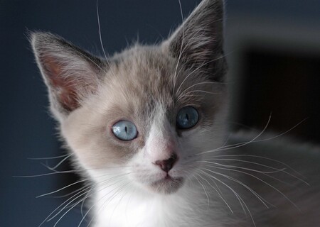 Entry image for hogan. Clicking this image will show a larger photo