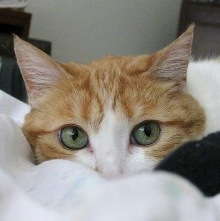 Entry image for Honey. Clicking this image will show a larger photo