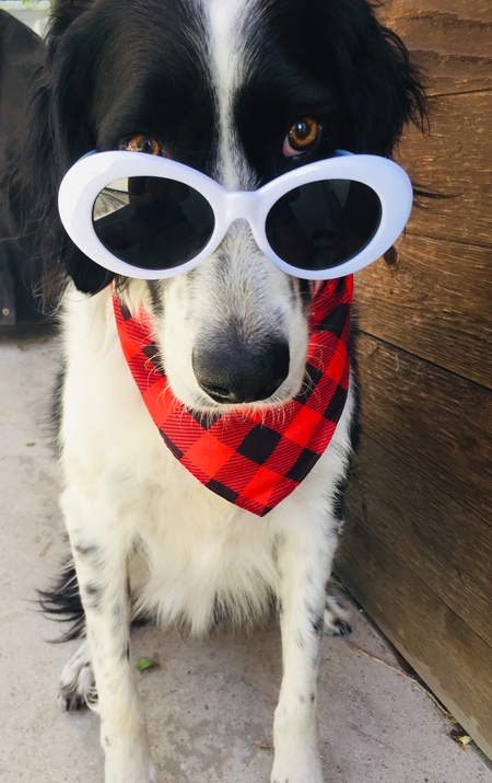 Entry image for Rizzo. Clicking this image will show a larger photo